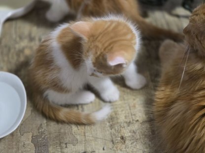 Wunderschöne kleine Maine Coon Bärchen