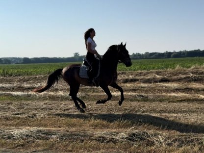 Lipizzaner Wallach in Sonderfarbe