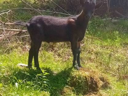 Aosta Bockkitz abzugeben