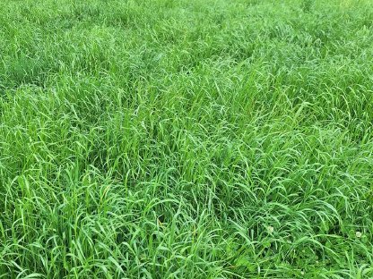 Bild 2:Heu 2. Schnitt - Ernte 2025