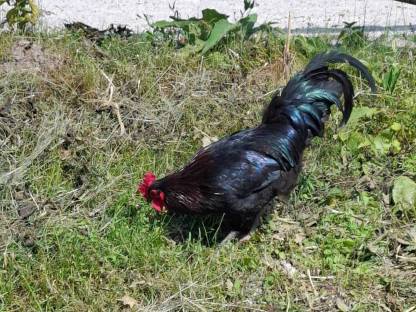 Bild 4:Buntleger Mix Hähne