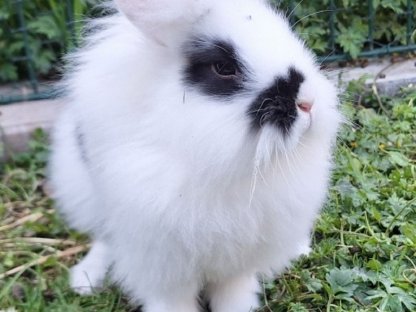 Junge Kaninchen