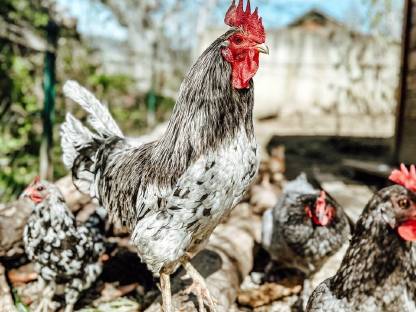 Bild 2:Bruteier Silverudds Blå