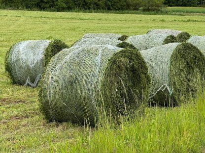 Bild 2:BIO Silageballen 1. Schnitt
