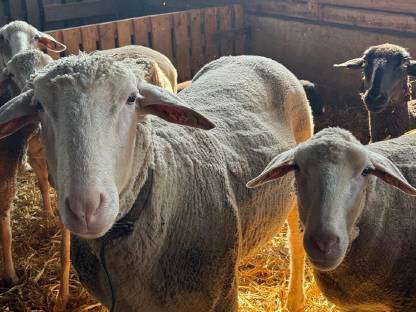 Schafbock Merino