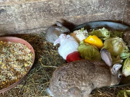 Zwergkaninchen