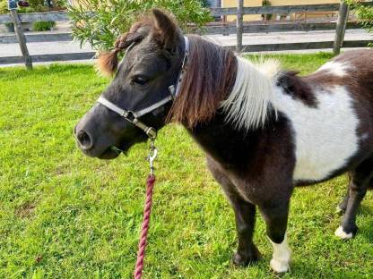 Pony