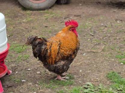 Bild 4:Bruteier oder Küken