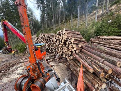 Bild 3:Wanderfalke 3t WF 017