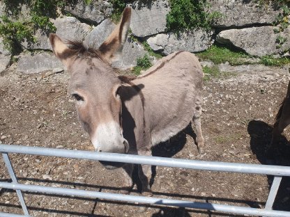 Eselstute