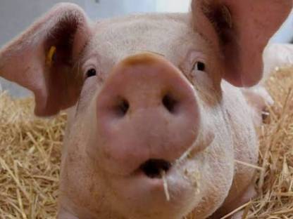 Schweine