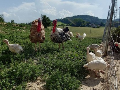 Putenküken abzugeben