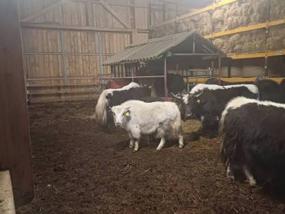 Bild 3:Yak-Kälber