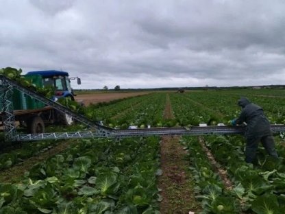Bild 8:Belt harvesting conveyor broccoli cabbage - Kohl, Brokkoli