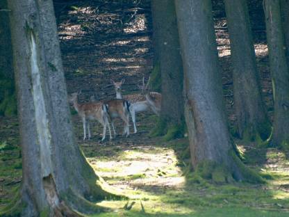 Bild 3:Damwild Damhirsch