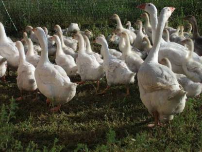 Gänse