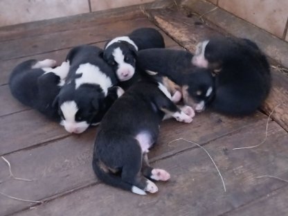 Bordercollie/Appenzeller Welpen