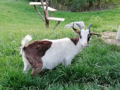 Bild 3:Bio reinrassige Steirische Scheckenziegen zu verkaufen