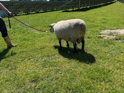 Bild 4:Shropshire Schafbock / Zuchtbock