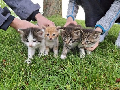 Babykatzen