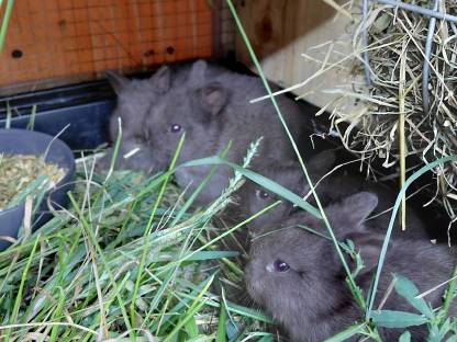 Zwergkaninchen, Farbenzwerg, Kaninchen, Hasen