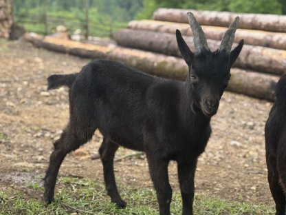 Aosta Bockkitz