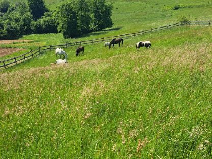 Bild 7:Einstellplatz (Offenstall)