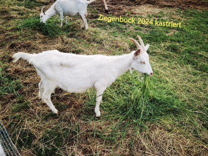 Bild 4:Ziegenböcke zu verkaufen