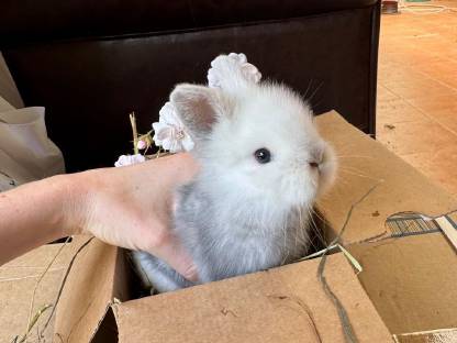 Löwenkopfkaninchen
