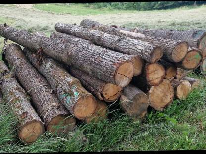 Bild 3:Eichenstämme, zwei Kirschbaumstämme