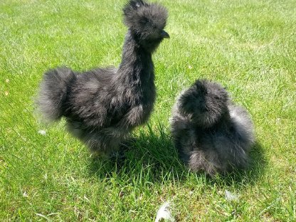 Bild 2:Seidenhuhnküken-Jungtiere