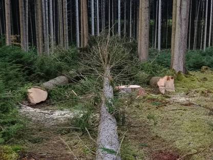 Bild 7:Forstdienstleistungen, Forstarbeiten (Baumfällung), Durchforstung