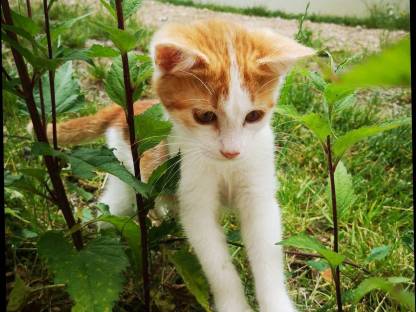 Katze sucht neues liebevolles Zuhause