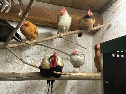 Bild 5:Steinhühner, Steinpipel, Stoapiperl