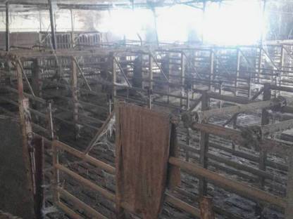 Bild 6:Zuchtenstalleinrichtung