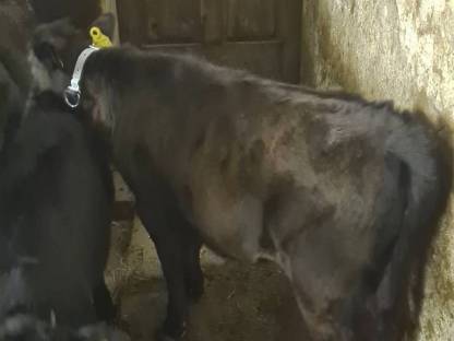 Bild 7:BIO Dexter Kalbinnen