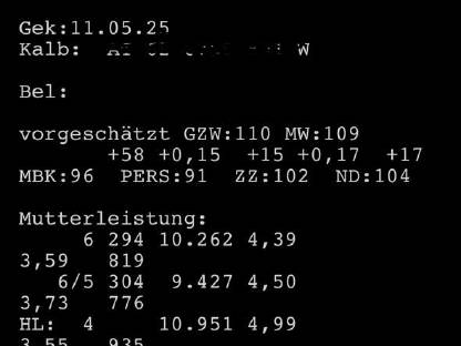 Holstein Erstkalbskuh