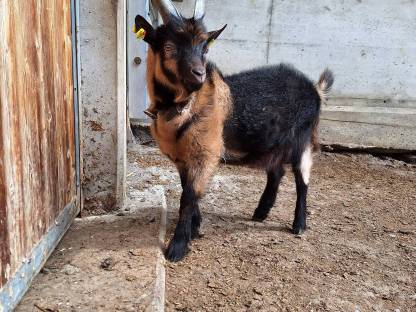 Passeirer Gebirgsziegenbock