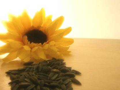 Bild 2:Bio-Sonnenblumenöl