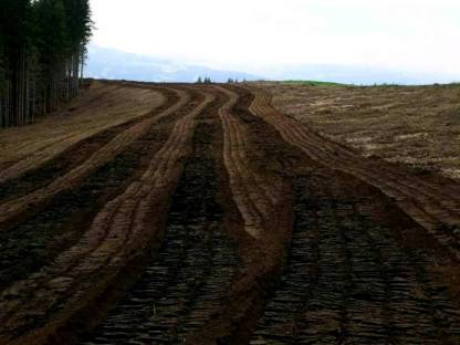 Bild 2:Steinfräsen - Forstmulchen - Wegebau