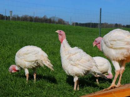 Bild 2:Frisches Freiland Putenfleisch