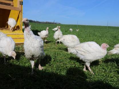 Bild 4:Frisches Freiland Putenfleisch