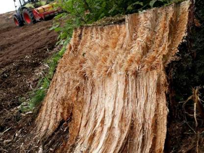 Bild 3:Steinfräsen - Forstmulchen - Wegebau