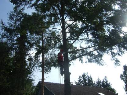 Bild 3:Holzeinschlag Spezialfällungen