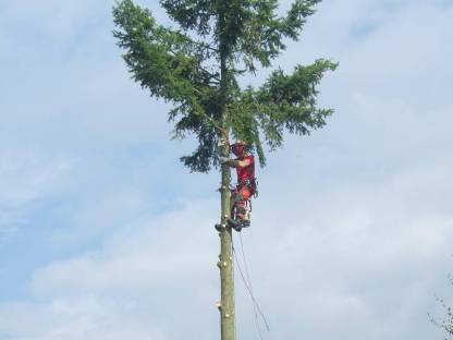 Bild 4:Holzeinschlag Spezialfällungen