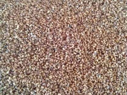 Bild 3:Begrünung, Leindotter, Senf