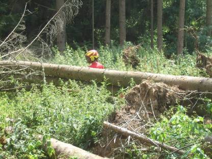 Bild 2:Holzeinschlag Spezialfällungen