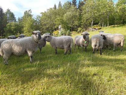 Verkaufe Shropshire-Schafe