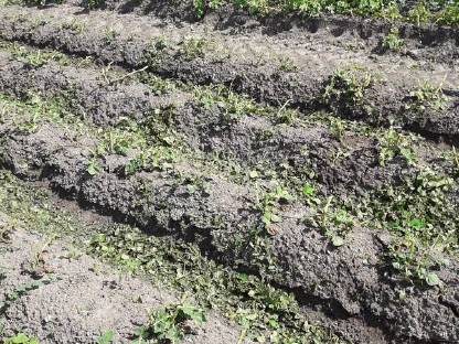 Bild 3:Krautschlägler zu vermieten