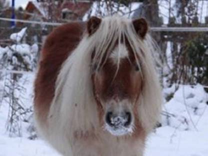 Bild 2:Minishetlandponys